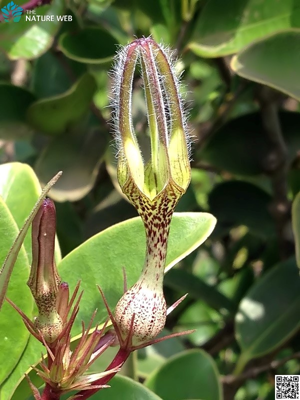 Vinca-leaved Ceropegia